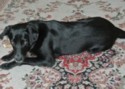 Labrador Retriever Alice Training Brighton Hove