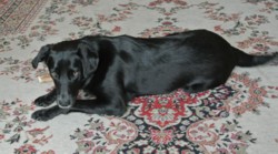 Testimonial Labrdaor Southwick BN42 Sussex