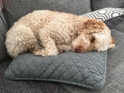 Testimonial Cockapoo Hove BN3 Sussex