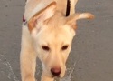 Labrador Retriever Baxter Training Brighton Hove