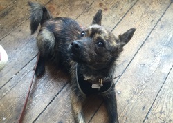 Terrier Beckett Training Brighton Hove