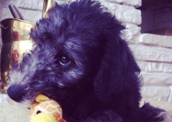 Bedlington Terrier Belsey Training Brighton Hove