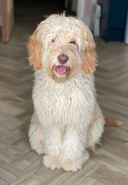 Testimonial labradoodle BN3 Brighton Hove