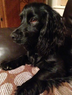Testimonial Cocker Spaniel Hove BN3 Sussex