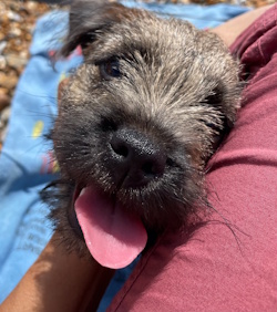 Testimonial Border Terrier BN3 Brighton Hove