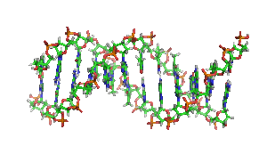 Dog DNA Test
