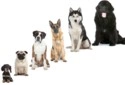 Dog breeds selection adoption service Rainbow Dogs Training Brighton Hove