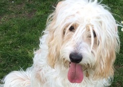 Cockapoo Eddie Testimonial Training Brighton Hove