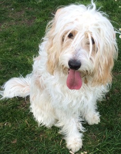 Testimonial Cockapoo Hove BN3 Sussex