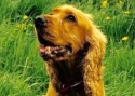 Cocker Spaniel George Testimonial Training Brighton Hove