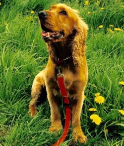 Testimonial Cocker Spaniel Hove BN3 Sussex