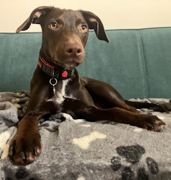 Testimonial cross breed dog BN1 Brighton