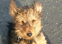 Welsh Terrier Kalle Training Brighton Hove