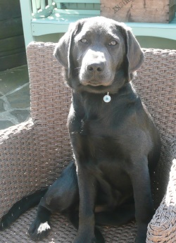 Testimonial Labrador Retriever Shoreham BN43 Sussex