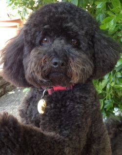 Testimonial Cockapoo Hove BN3 Sussex