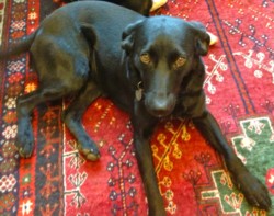 Testimonial Labrador training Brighton BN2 Sussex