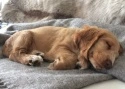Cocker Spaniel Lorna Testimonial Training Brighton Hove