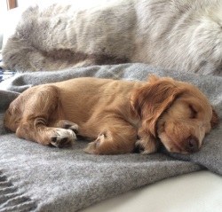 Testimonial Cocker Spaniel Shoreham BN43 Sussex