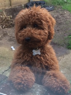 Testimonial Cockapoo training Hove BN3 Sussex