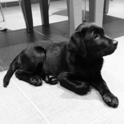 Testimonial Labrador puppy training Shoreham BN41 Sussex