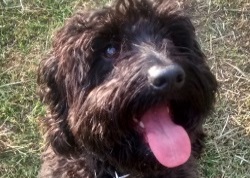 Cockapoo Training Brighton Hove