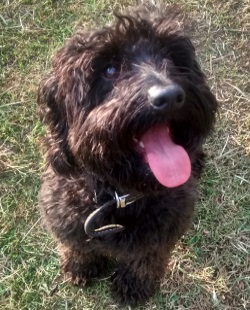 Testimonial Cockapoo Brighton BN2 Sussex