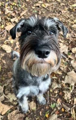 Testimonial Standard Schnauzer BN3 Brighton Hove