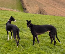 Testimonial Greyhound BN3 Hove