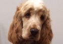 Cocker Spaniel Rosie Testimonial Training Brighton Hove