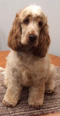 Testimonial Cocker Spaniel Woodingdean Brighton BN2 Sussex