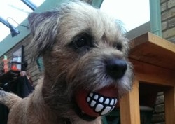 Sarge Border Terrier Training Brighton Hove