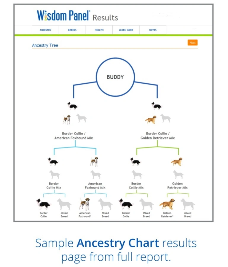 Shop Dog Training Behaviour Rainbow Dogs Brighton Hove Sussex